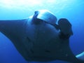 Manta ray Fish Under the deep Blue ocean scubaÃ¢â¬â¹divingÃ¢â¬â¹ Royalty Free Stock Photo